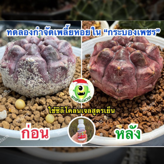 คุมไข่-เพลี้ย-หนอน ตัดวงจรแมลง  / ซุปเปอร์เอ็กวัน 100 ml