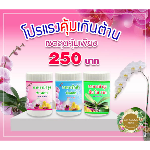 อาหารสำหรับกล้วยไม้ฟาแลนนอปซิส ครบเซต 3 กระปุกสุดคุ้ม