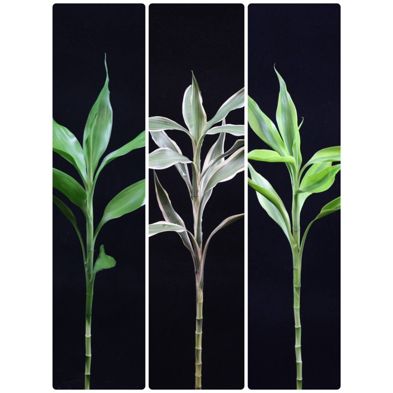 ไผ่กวนอิม สูง45–50 cm มัดละ10ต้น