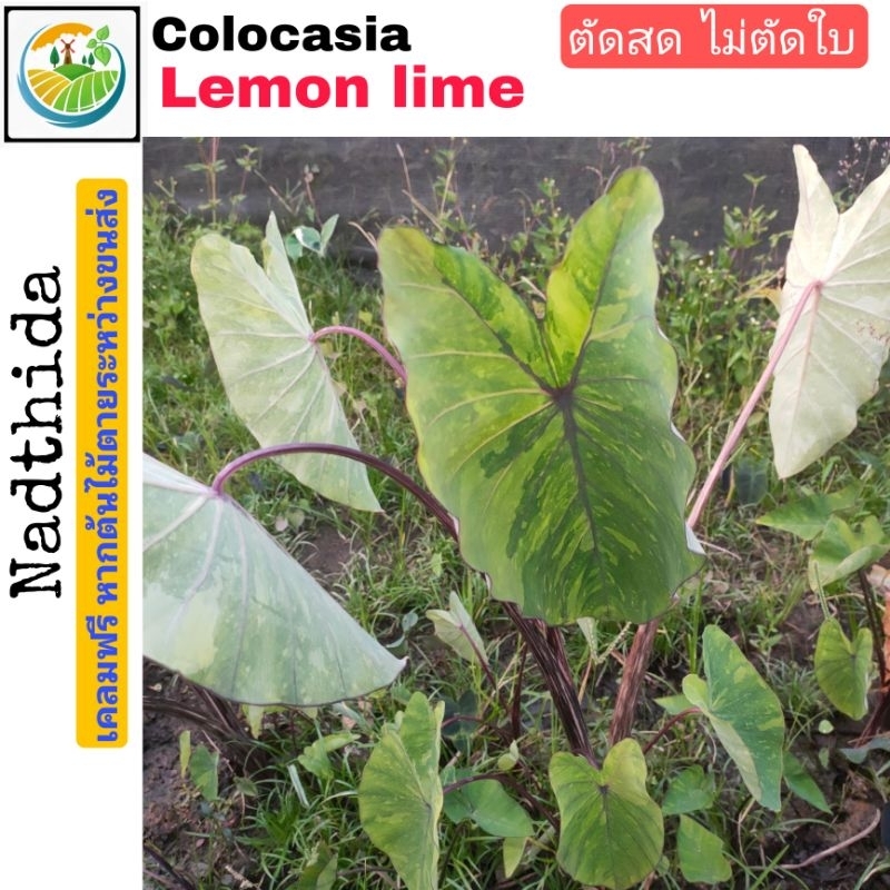Colocasia Lemon Lime ตัดสด ไม่ตัดใบ โคโลคาเซีย เลม่อน ไลม์