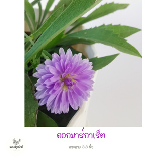 ต้นมาร์กาเร็ตสีม่วง #Marguerite Daisy (F17) กระถาง 5.5 นิ้ว