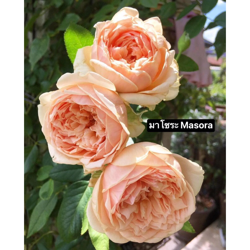 กุหลาบ-มาโซระ Masora   สีส้มแอปปริคอต มีกลิ่นหอมมาก