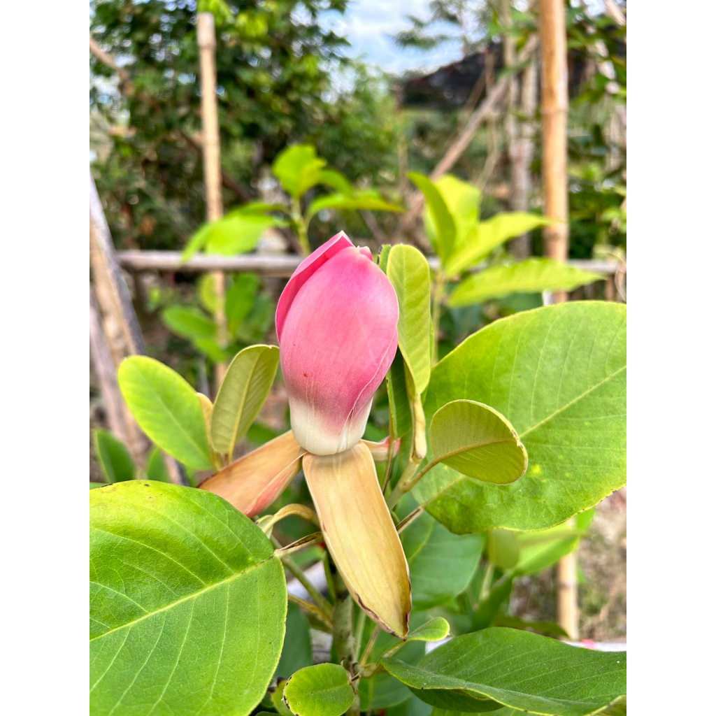 มณฑาสวรรค์สีชมพู มณฑาลูกผสม ดอกใหญ่ ใบสวย กิ่งทาบสูง60-80cm