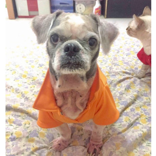 Dogiebra เสื้อผ้าสุนัข Polo (สีส้ม)