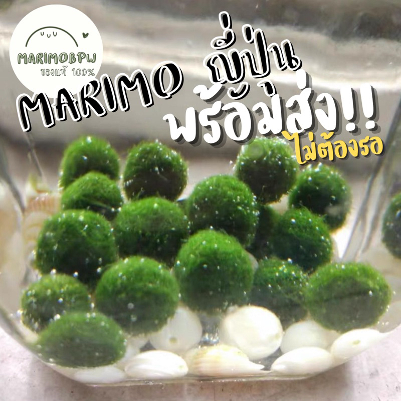 [ของแท้💯%]‼️พร้อมส่ง ส่งใน 1 วัน‼️ มาริโมะญี่ปุ่น🎊มีโปรโมชั่น🎊