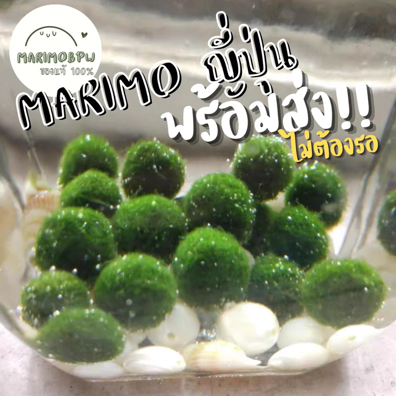 [ของแท้💯%]‼️พร้อมส่ง ส่งใน 1 วัน‼️ มาริโมะญี่ปุ่น🎊มีโปรโมชั่น🎊