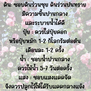 กุหลาบเลื้อยสีแดง50เมล็ด แถมวิธีปลูกฟรี