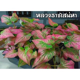 📌 โปรดอ่านก่อนสั่งซื้อ ❇️บอนสีหลวงราชเสน่ห์หา ทางร้านเลือกต้นแข็งแรงให้ค่ะ