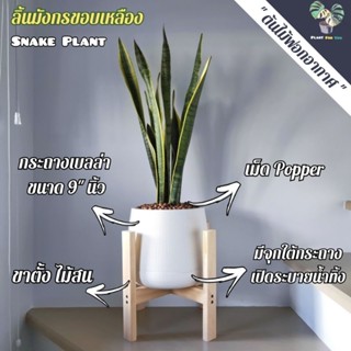 🐉💛 ลิ้นมังกรเหลือง (Snake Plant) "กอใหญ่" กระถางเบลล่า9"นิ้ว+เม็ดpopper+ขาตั้ง ไม้สน (ต้นไม้ฟอกอากาศ)