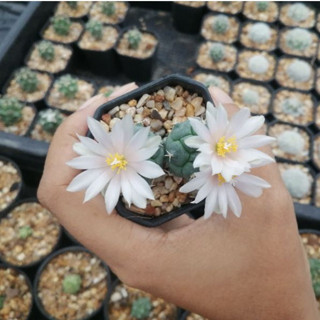 🌵💥เทอบิโลโฟ 💥🌵Turbinicarpus lophophoroides ไม้เมล็ดขนาด 1.5-2 ซม.  ต้นกระบองเพชร ต้นแคคตัส (แคคตัส กระบองเพชร)