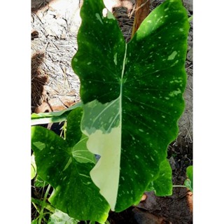 Colocasia milky way(มิลกี้เวย์ตัดสด)