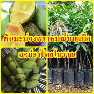 ต้นมะม่วงพราหมณ์ขายเมีย เป็นมะม่วงไทยโบราณ สุกจะมีสีเหลืองนวล ส่งกลิ่นหวานหอม  สุกจะมีสีเหลืองนวล เต้นเสียบยอด