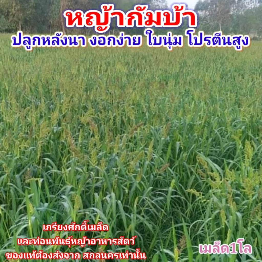#เมล็ดหญ้ากัมบ้า 1กก. #หญ้ากัมบ้า #หญ้ากัมบ้า  #เกรียงศักดิ์เมล็ดและท่อนพันธุ์หญ้าอาหารสัตว์