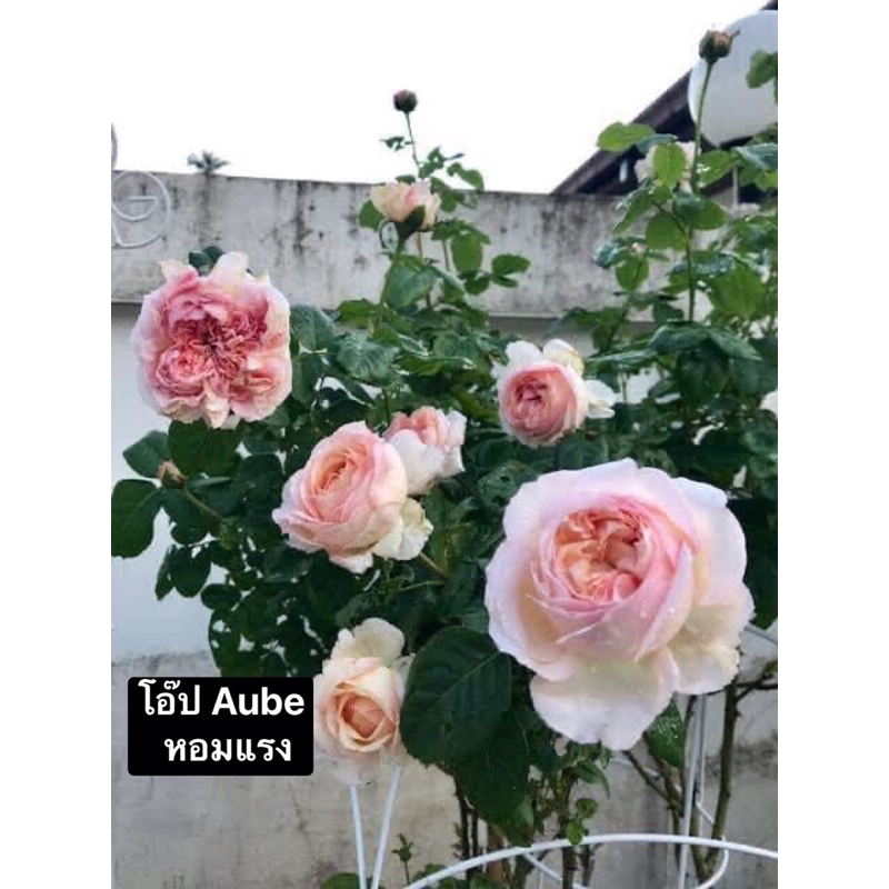 กุหลาบ-โอ๊ป ”Aube“  หนามน้อย-ไร้หนาม ดอกใหญ่ หอมแรง สีของดอกเปลี่ยนไปตามสภาพอากาศ