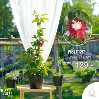 Treeno.9 T444 ศรีมาลา (Red Passion Flower) กระถางแขวน 8 นิ้ว สูง 60-70 cm. ต้นไม้มงคล เลื้อยดอกใหญ่ แปลกตา สีสันสวยงาม พุ่มแน่น