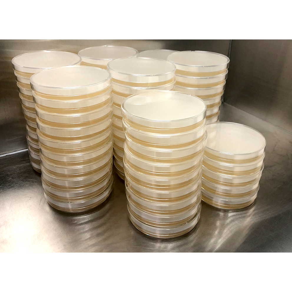 วุ้น PDA (POTATO DEXTROSE AGAR) บรรจุในจานเพาะเชื้อ (พร้อมใช้) สำหรับเพาะเชื้อเห็ดหรือเชื้อรา