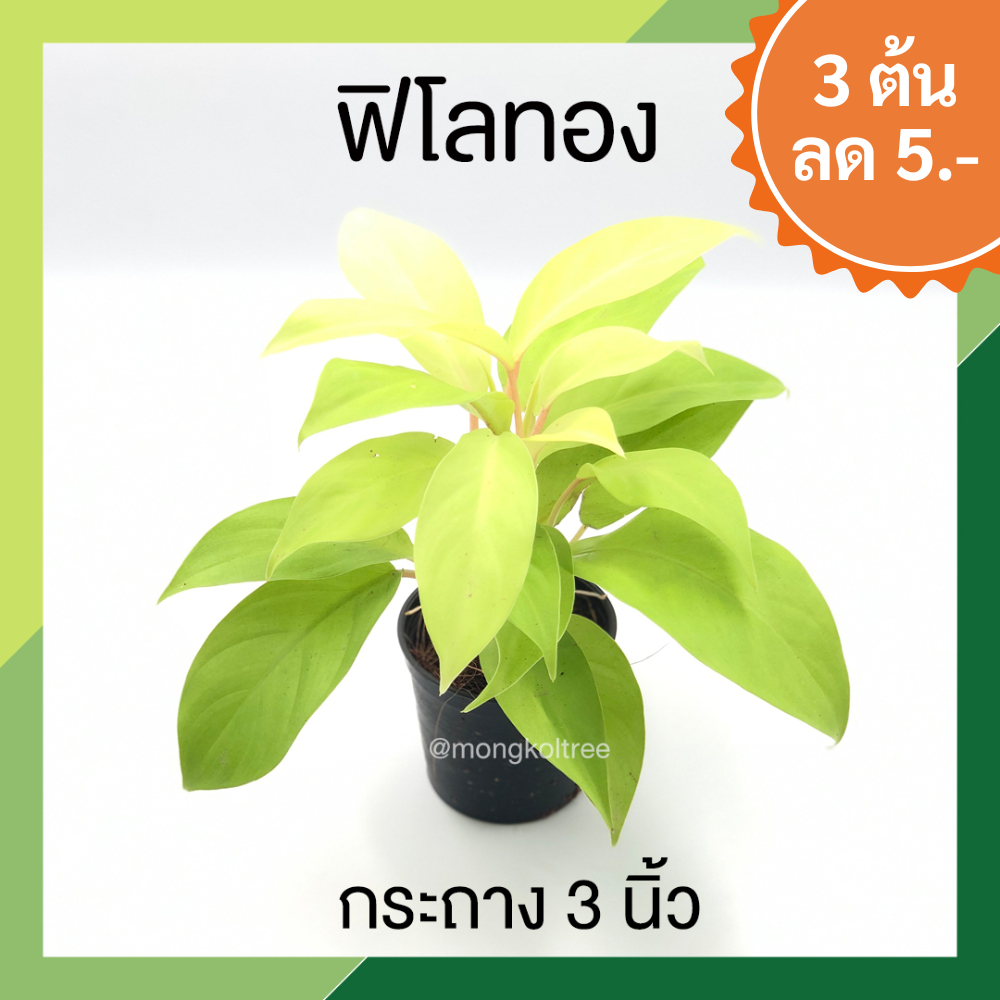 🔥 โปร 9,9 🔥[3 ต้น ลด 5.- ] ฟิโลทอง กระถาง 3 นิ้ว Philodendron Lemon Lime ฟิโลเดนดรอน ฟิโลสีทอง เลี้ยงง่าย ต้นไม้ฟอกอากา