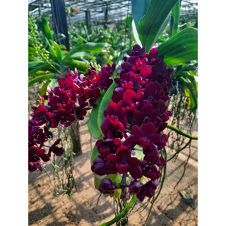 กล้วยไม้ช้างแดง ขนาด2-3ชั้นใบ Rhynchostylis gigantea