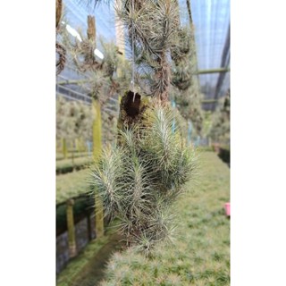 Tillandsia funckiana hanging ไม้แขวนตอไม้