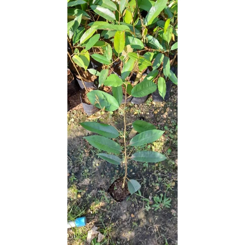 ต้นทุเรียนโอวฉีหนามดำเสียบยอดรุ่นใหม่50-60ซม.