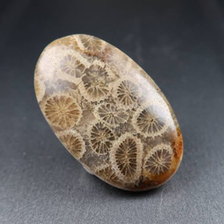 100% Natural  Fossil Coral Cabochon. Unique Item, Best for making Jewelry HandMade wire Wrapping.