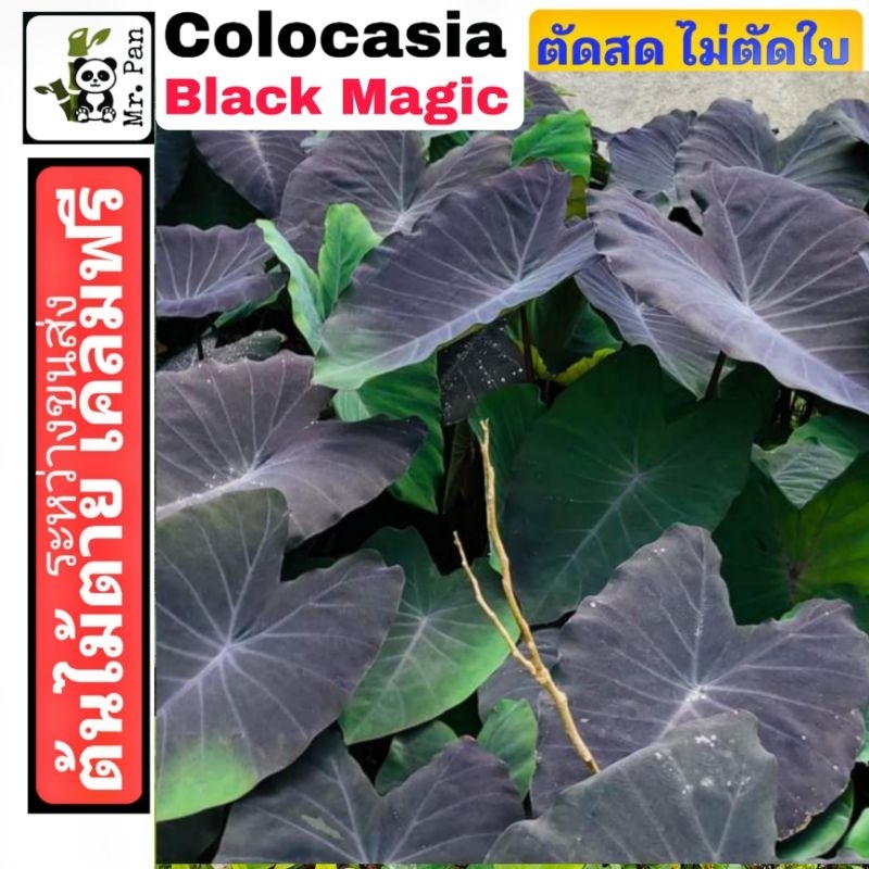 colocasia black magic ตัดสดไม่ตัดใบ สูง 35-45ซม. โคโลคาเซีย เเบล็คเมจิก