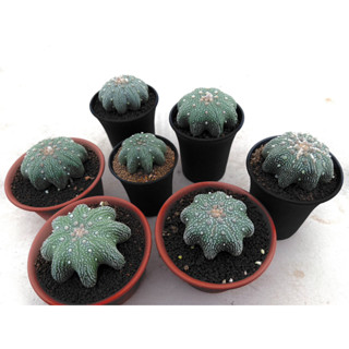 แคคตัส แอสโตรปลาดาว เว้าๆ แบนๆ สวยๆ (Astrophytum super kabuto) B1