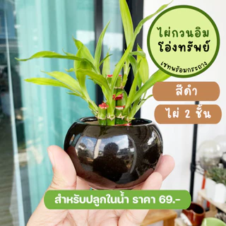 รวม ไผ่กวนอิม พร้อม กระถาง ((ปลูกในน้ำ)) เสริมฮวงจุ้ยบ้าน ต้นไผ่กวนอิม ไม้มงคลประดับโต๊ะทำงาน วางบนโต๊ะทำงานได้