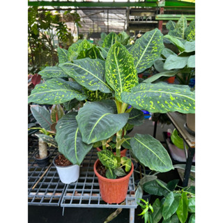 ดิฟเฟนบาเกีย รีเฟคเตอร์ Dieffenbachia Reflector🌿  Dieffenbachia