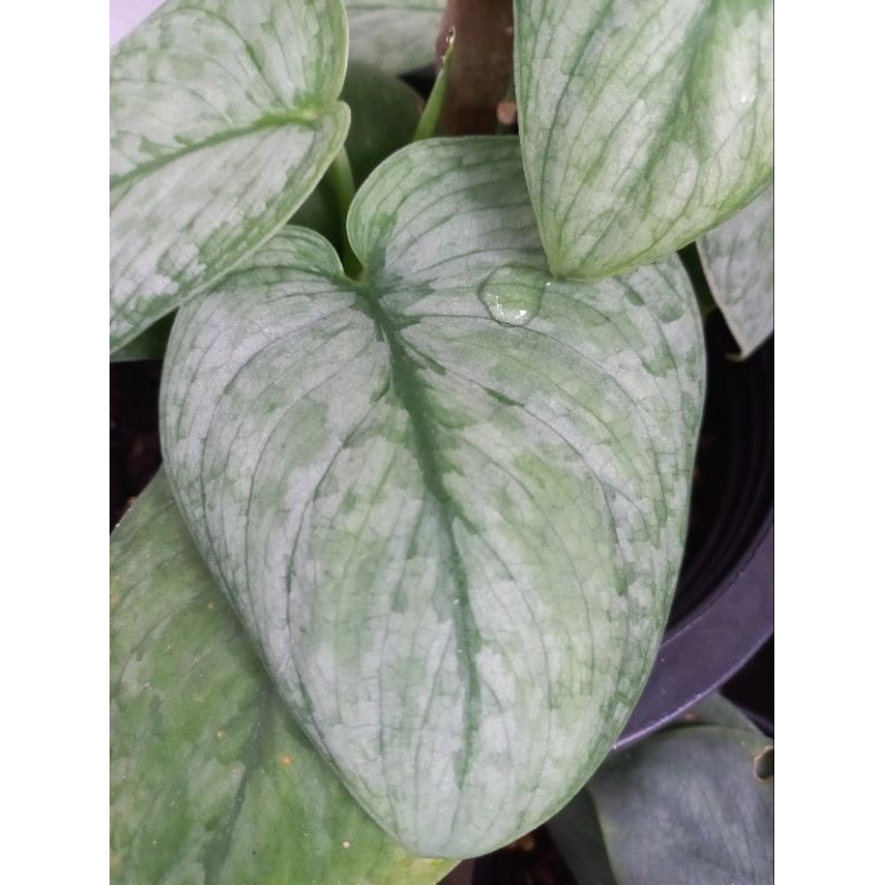 Scindapsus Silver Cloud พลูซิลเวอร์คลาวด์ ลายเมฆสวยๆ ไม้สะสมไม้หายาก