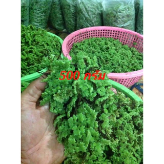 แหนแดง ไมโครฟิลล่า 🍀🍀🍀500กรัม28บาท🍀🍀แหนแดงพันธุ์เกษตร