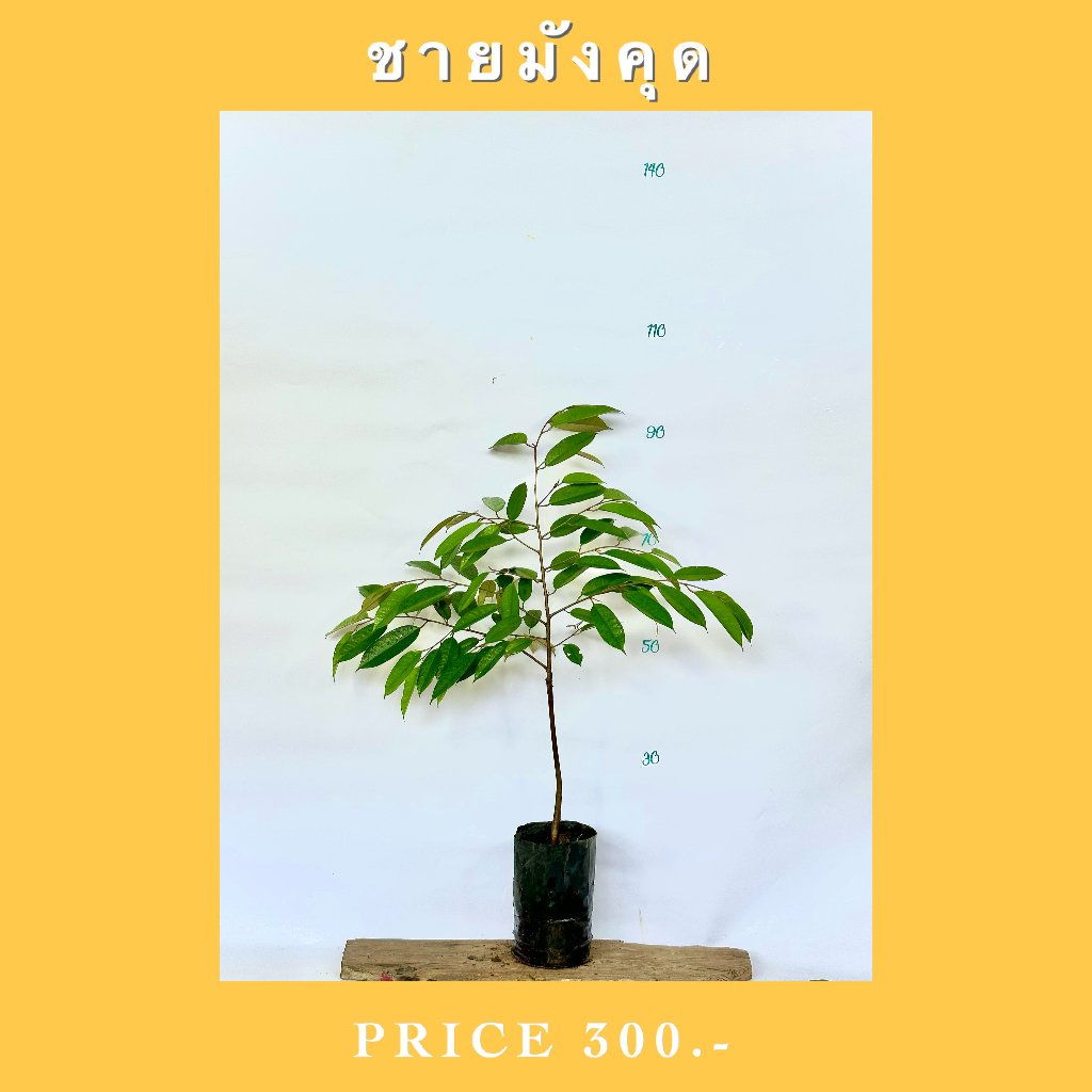 ทุเรียนพันธุ์ ชายมังคุด