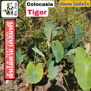 Colocasia Tiger ตัดสดไม่ตัดใบ โคโลคาเซีย ไทเกอร์ บอนป่า