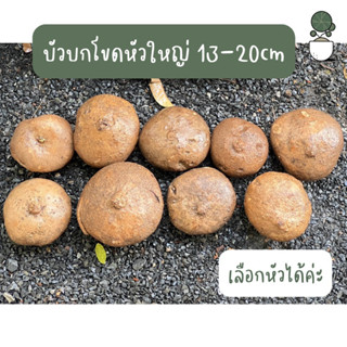 บัวโขดหัวใหญ่ ขนาด 15-20 เซนติเมตร ไม้โขดไซส์ใหญ่พิเศษ ไม้โขดยอดนิยม ไม้โขดมงคล ฟอกอากาศ