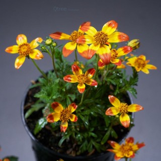 เลี้ยงง่ายไบเดน ไม้แดดดอกดกส้มเหลือง Bidens ferulifolia ส่งทั้งกระถาง 3 นิ้ว