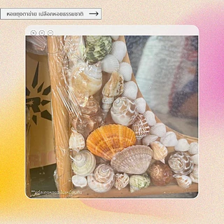 เปลือกหอยธรรมชาติไม่ย้อมสี คละไซส์ 300 600 กรัม แต่ละถุง หอยแตกต่างกัน D.I.Y.