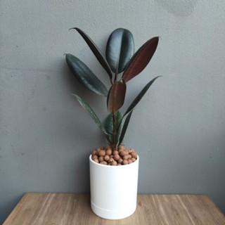 🖤 ต้นยางอินเดีย "ดำ" (Rubber Plant) (Size S) 15-20Cm.  พร้อมกระถางMinimal 4"นิ้ว+จานรอง+เม็ดPopper