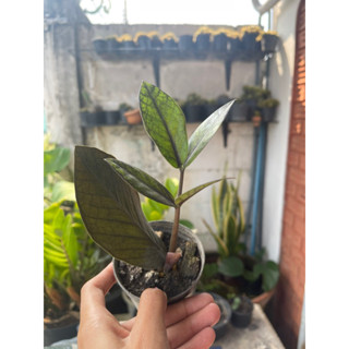 กวักมรกตดำ (มีหัวทุกต้น) กระถาง 4 นิ้ว (zamioculcas zamiifolia black)