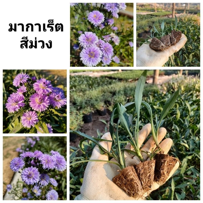 มากาเร็ตสีม่วง มีรากแข็งแรง พร้อมส่ง ต้นล่ะ 4 บาท