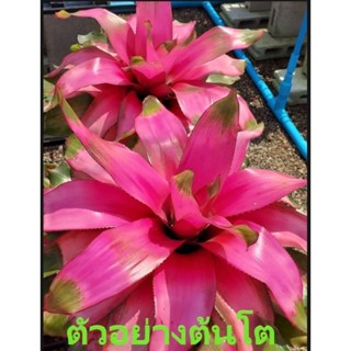 สับปะรดสี Bromeliad นีโอ ดอนน่า (Neoregelia Donna) จำนวน 1 ต้น จัดส่งแบบถอดกระถาง ต้นไม้สวยงาม ฟอกอากาศ ต้นไม้มงคล