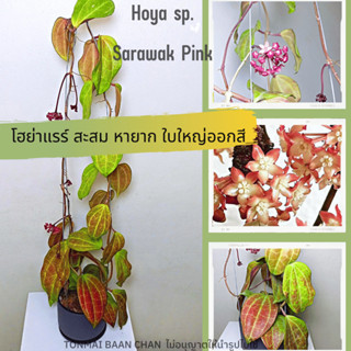 Hoya sp.Sarawak pink ต้นไม้ดอก โฮย่าสะสม หายาก ใบใหญ่ออกสี ไม้แขวนประดับ