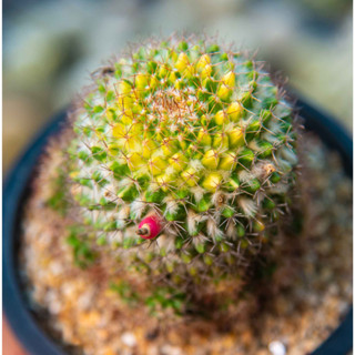 Mammillaria mammillaris ด่าง. Cactus / ไม้ดอก / ไม้สะสม/ ไม้ประดับบ้าน / ของขวัญ