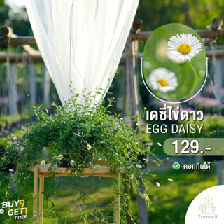 Treeno.9 T219 เดซี่ดอกไข่ดาว egg daisy ฟอร์มสวย กระถาง 8นิ้ว ไม้ฟอกอากาศ ไม้แดด พุุ่มน่ารัก ลีสันสดใส เลี้ยงชอบแดดเช้า (กรอกโค้ด S7CRTC ลด 40.- ไม่มีขั้นต่ำ)