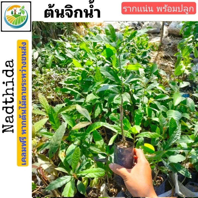ต้นจิกน้ำ พร้อมปลูก ไม้เเข็งเเรง จิกน้ำ
