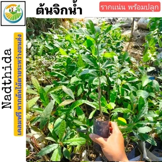ต้นจิกน้ำ พร้อมปลูก ไม้เเข็งเเรง จิกน้ำ