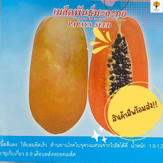 เมล็ด มะละกอฮอลแลนด์ ( PAPAYA SEED )