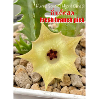 เก๋งจีน Huernia Somalica Hybrid Clone 2 *กิ่งเด็ดสด* แคคตัส ไม้อวบน้ำ Cactus and Succulent