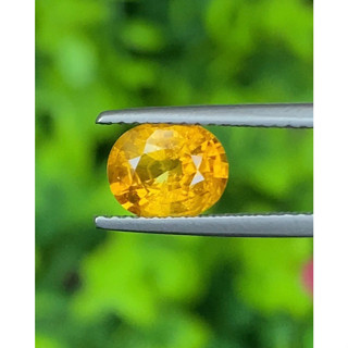 พลอย บุษราคัม yellow sapphire 1.55 กะรัต (Cts.)