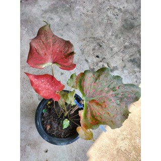 บอนสีดาวเพียงดิน   caladium