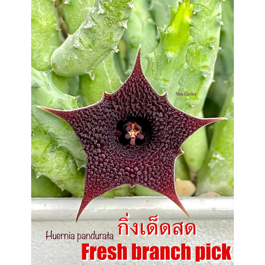 เก๋งจีน Huernia Pandurata *กิ่งเด็ดสด* แคคตัส ไม้อวบน้ำ Cactus and Succulent